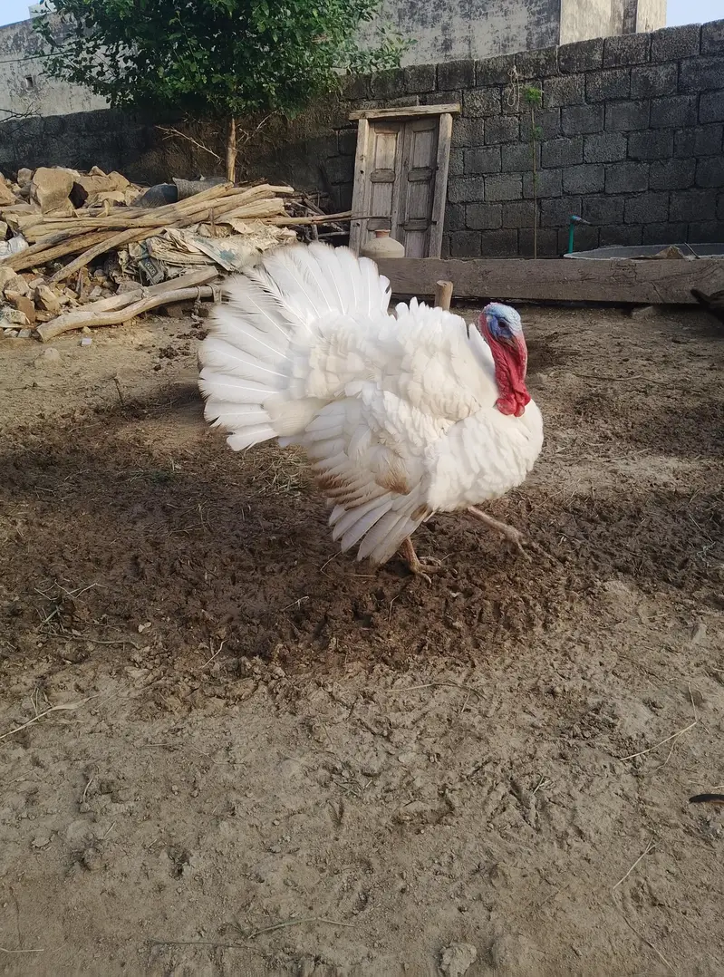 White pair first breed ke liye ready hai — photo 3