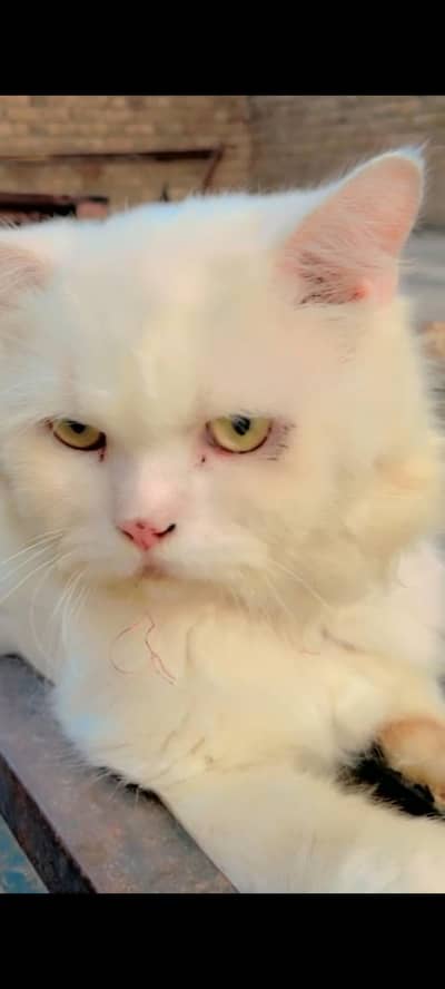 Persian cat 3 cats