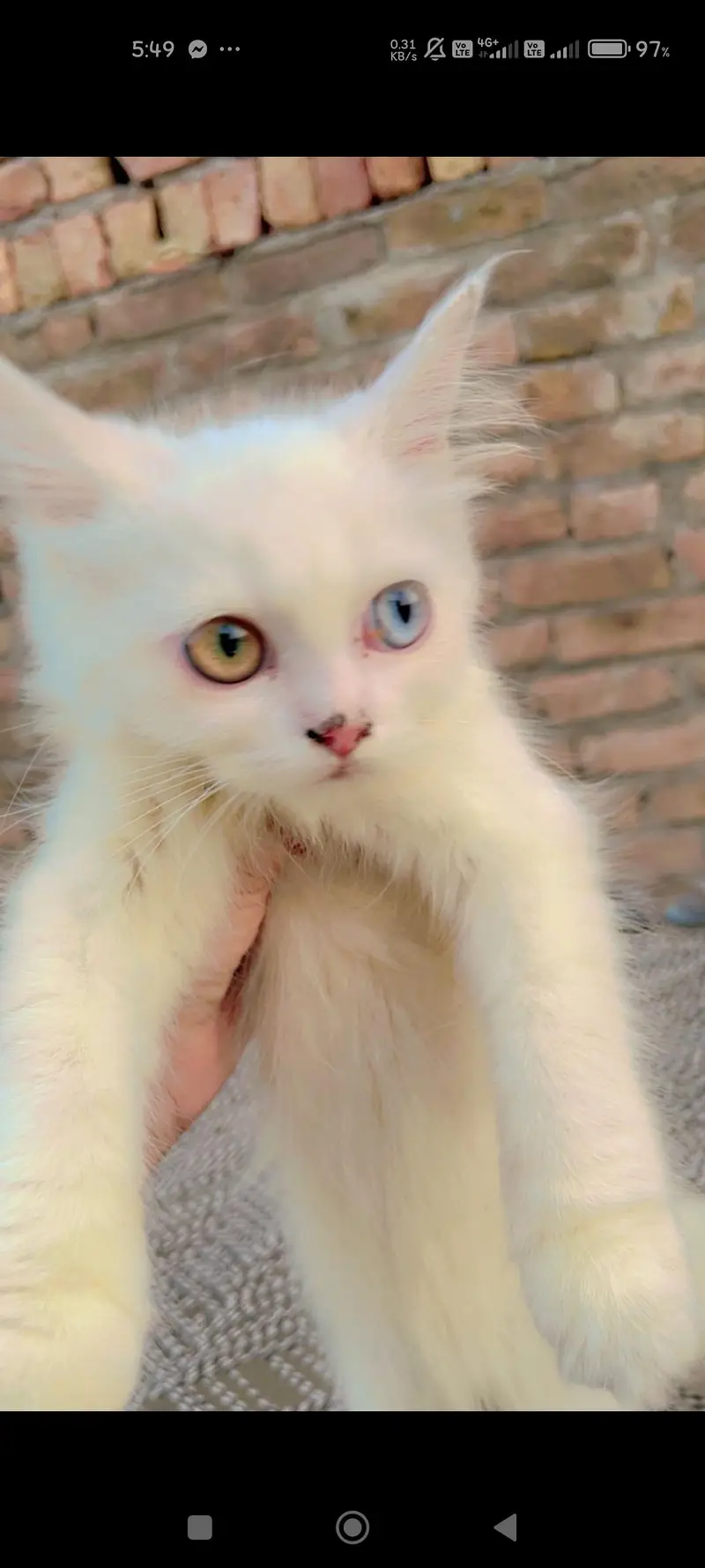 Persian cat 3 cats — photo 2