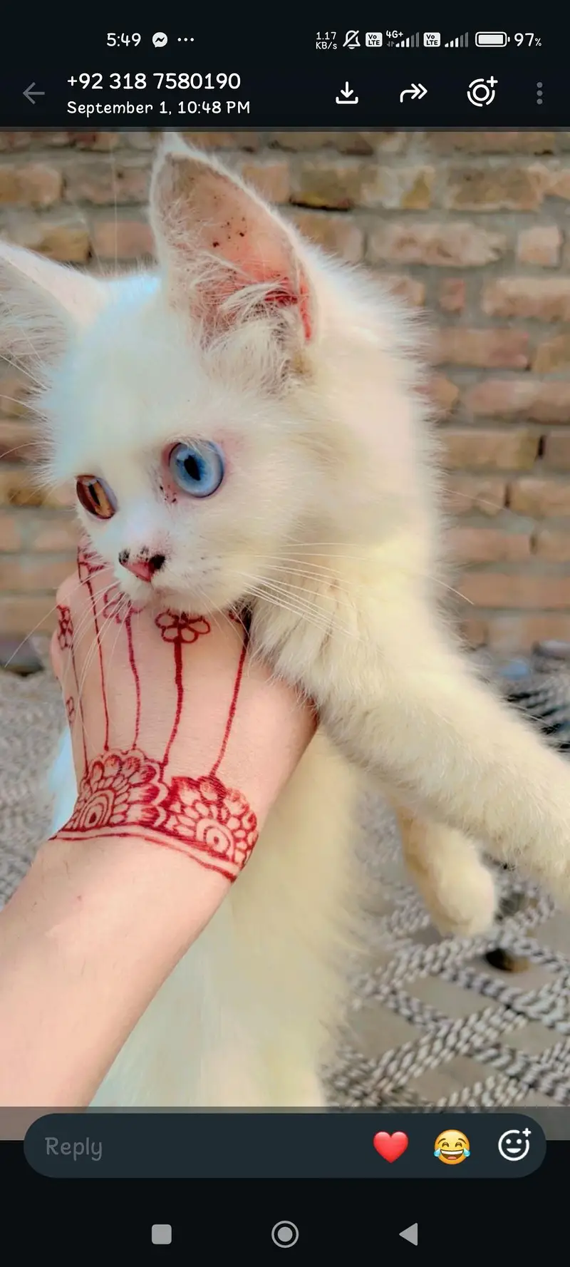 Persian cat 3 cats — photo 3
