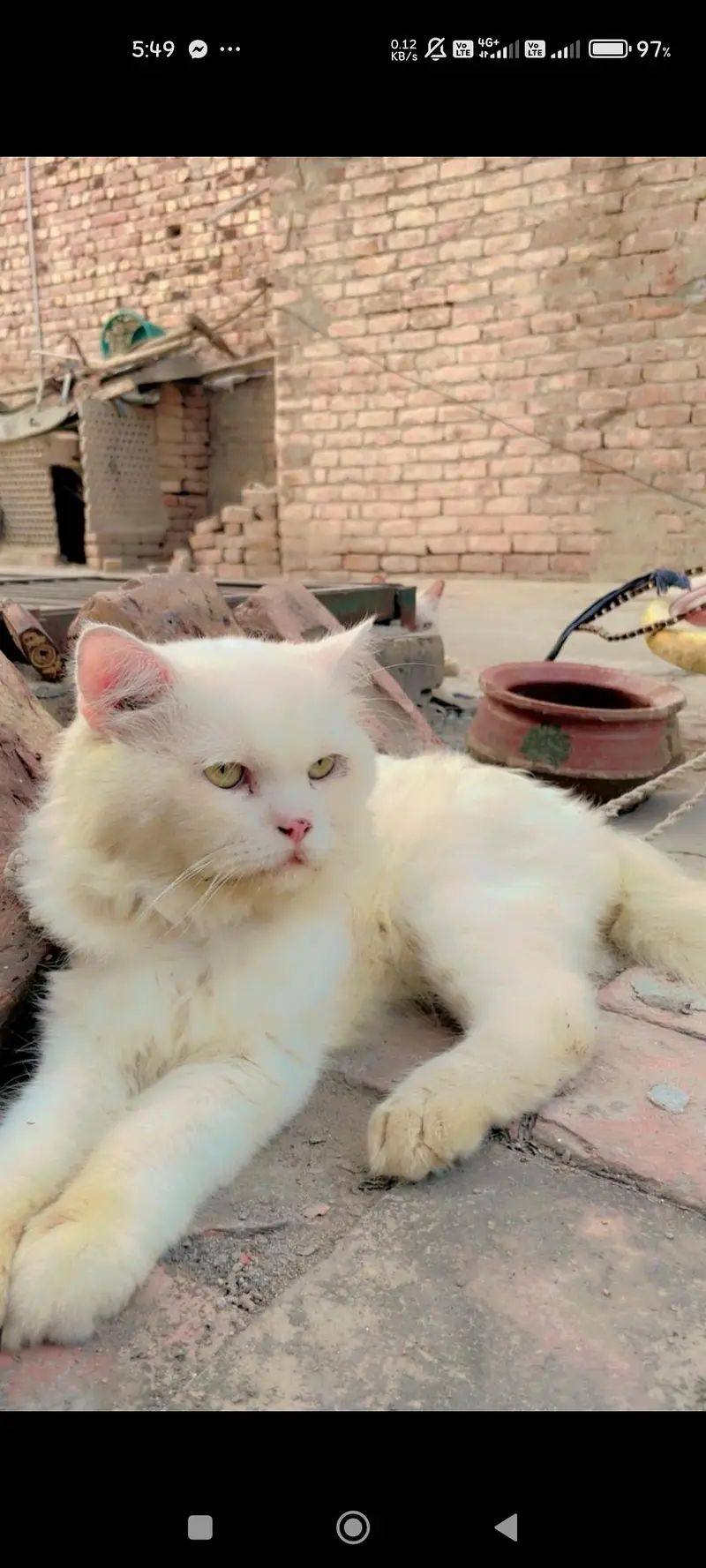 Persian cat 3 cats — photo 4
