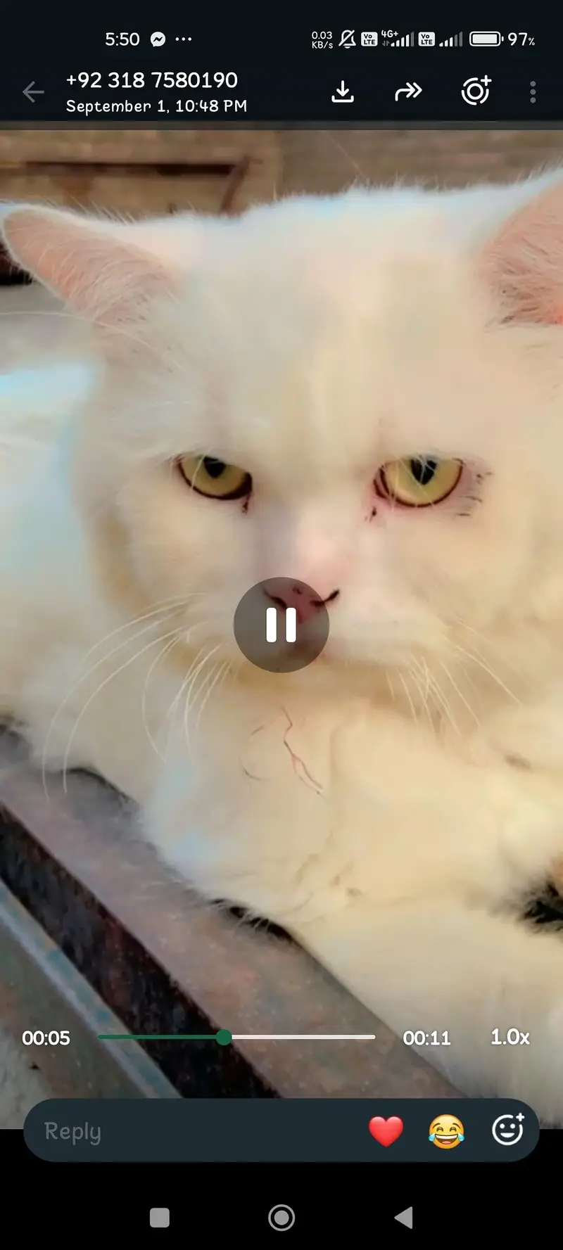 Persian cat 3 cats — photo 5