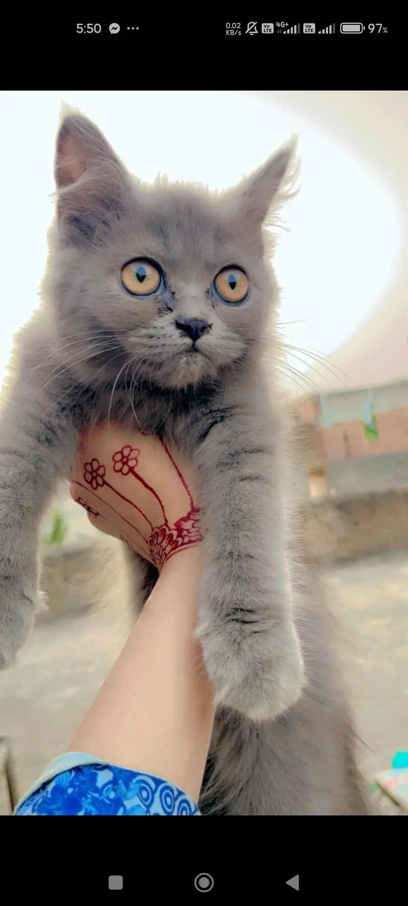 Persian cat 3 cats — photo 6