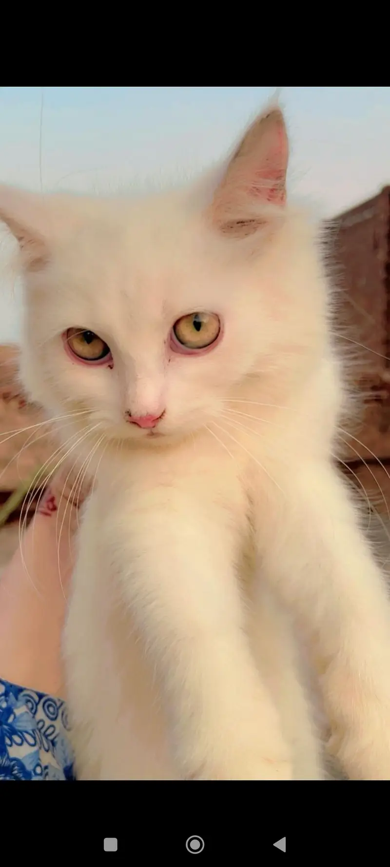 Persian cat 3 cats — photo 7