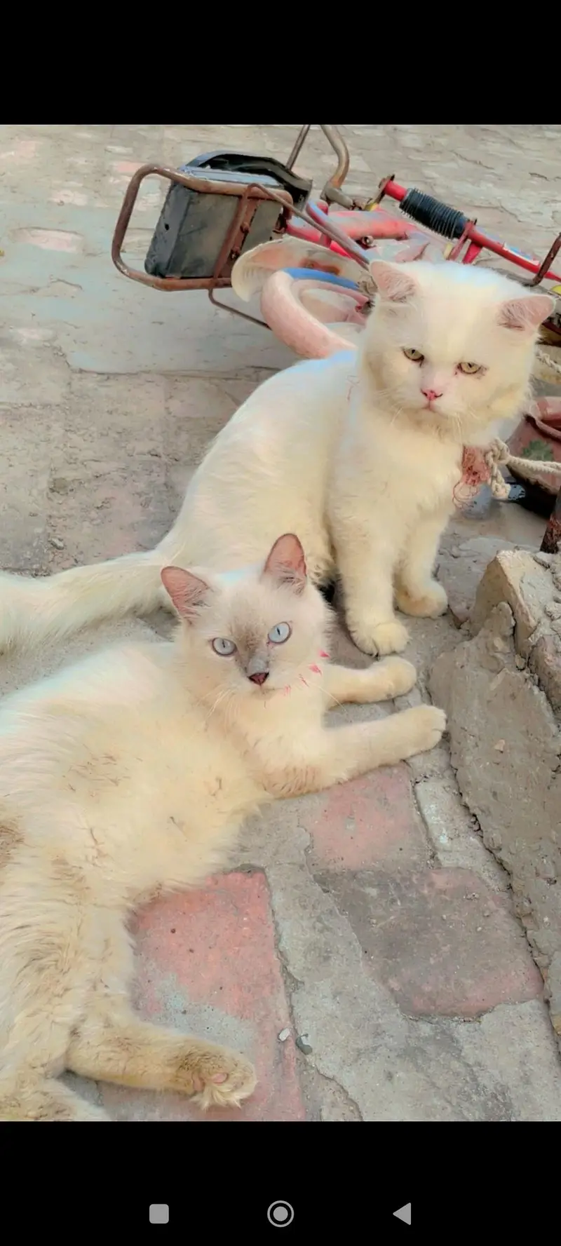 Persian cat 3 cats — photo 8