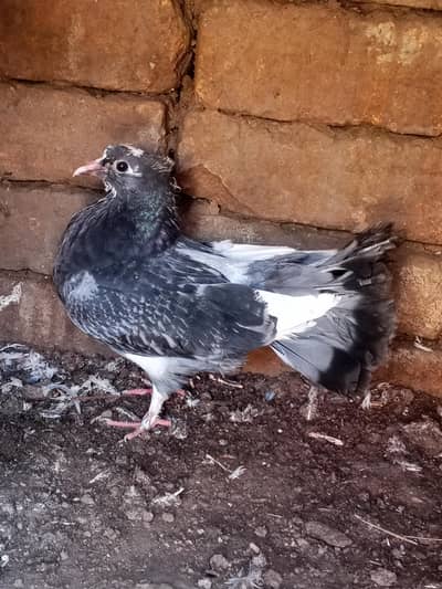 lucky pegion chick