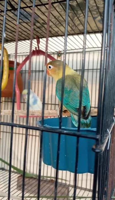 Love bird