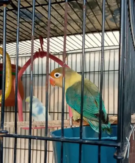Love bird — photo 2
