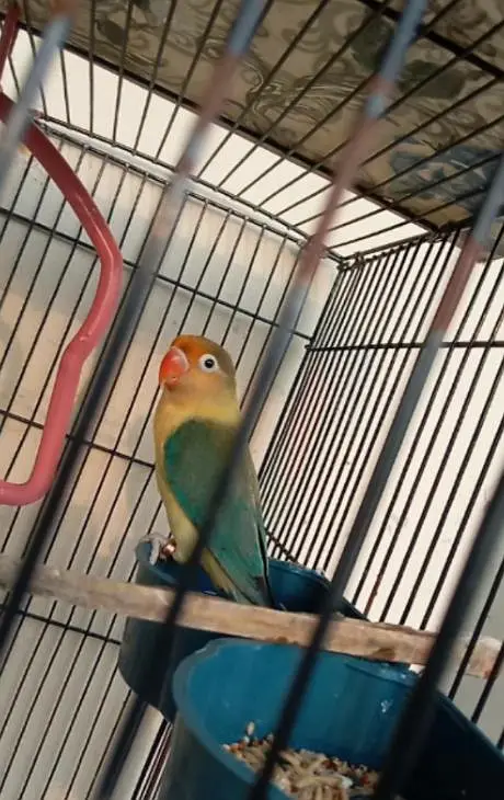 Love bird — photo 3