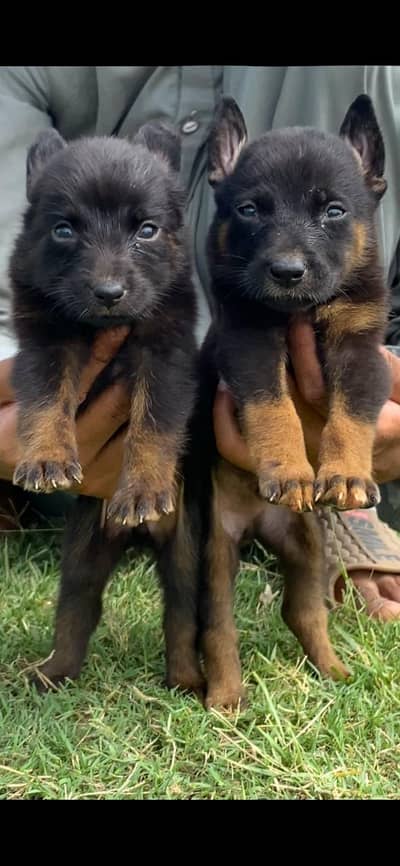German Shepherd pair for sale