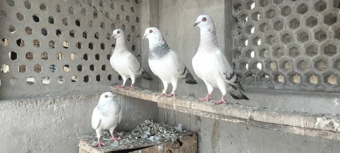 FIGHTER PIGEONS