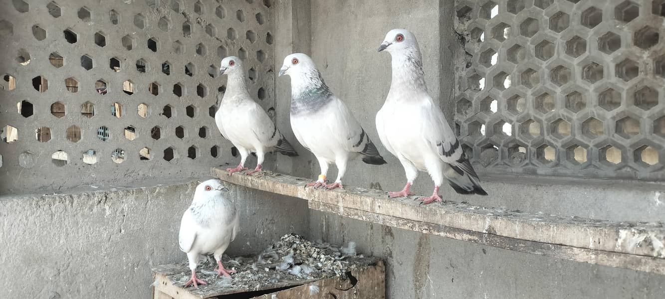 FIGHTER PIGEONS 0