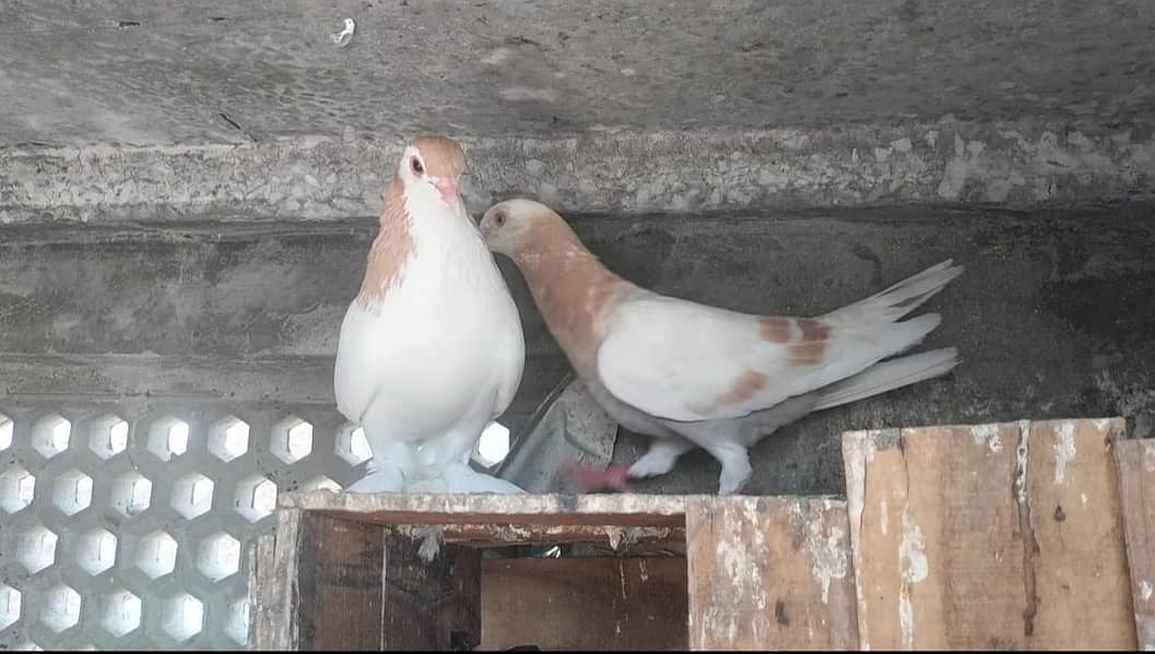 FIGHTER PIGEONS 1