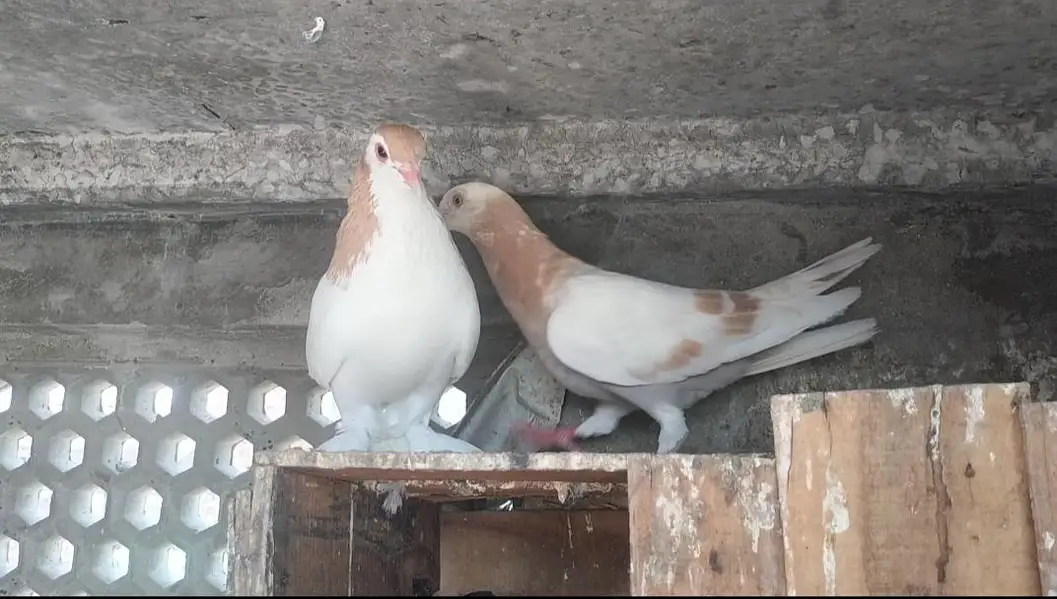 FIGHTER PIGEONS — photo 2