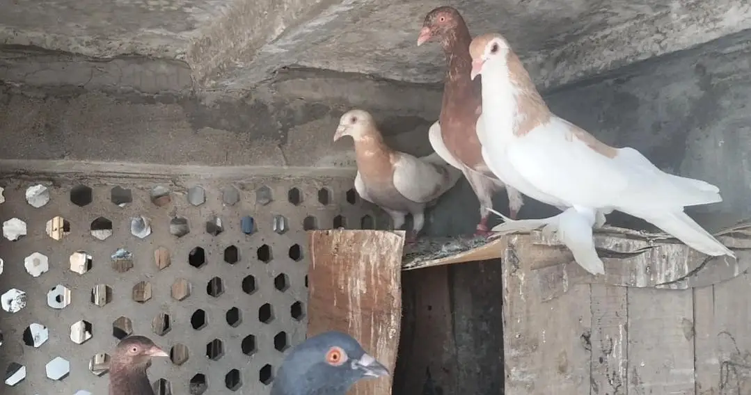FIGHTER PIGEONS — photo 3