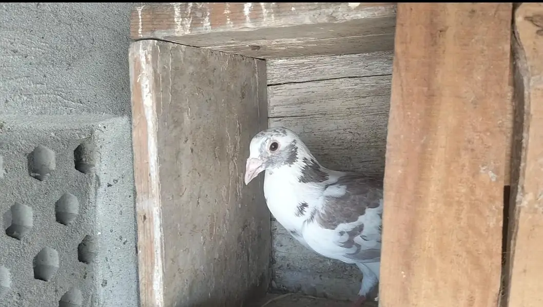 FIGHTER PIGEONS — photo 4