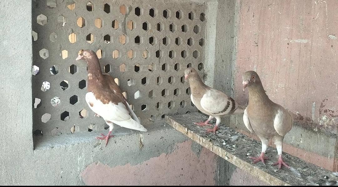 FIGHTER PIGEONS 4