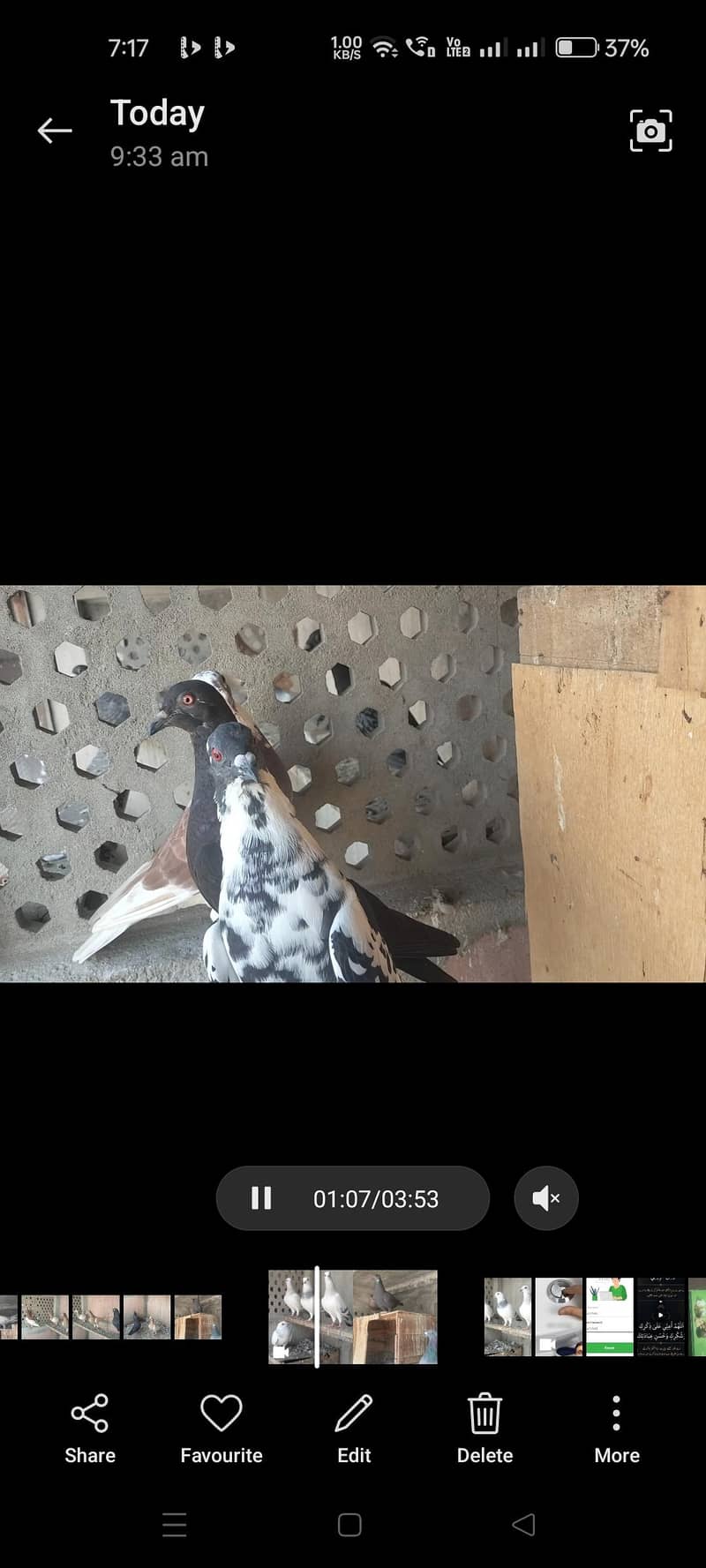 FIGHTER PIGEONS 5