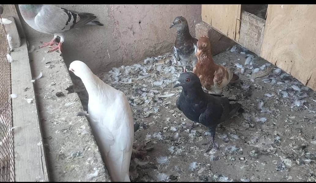 FIGHTER PIGEONS 6