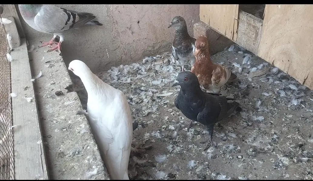 FIGHTER PIGEONS — photo 7