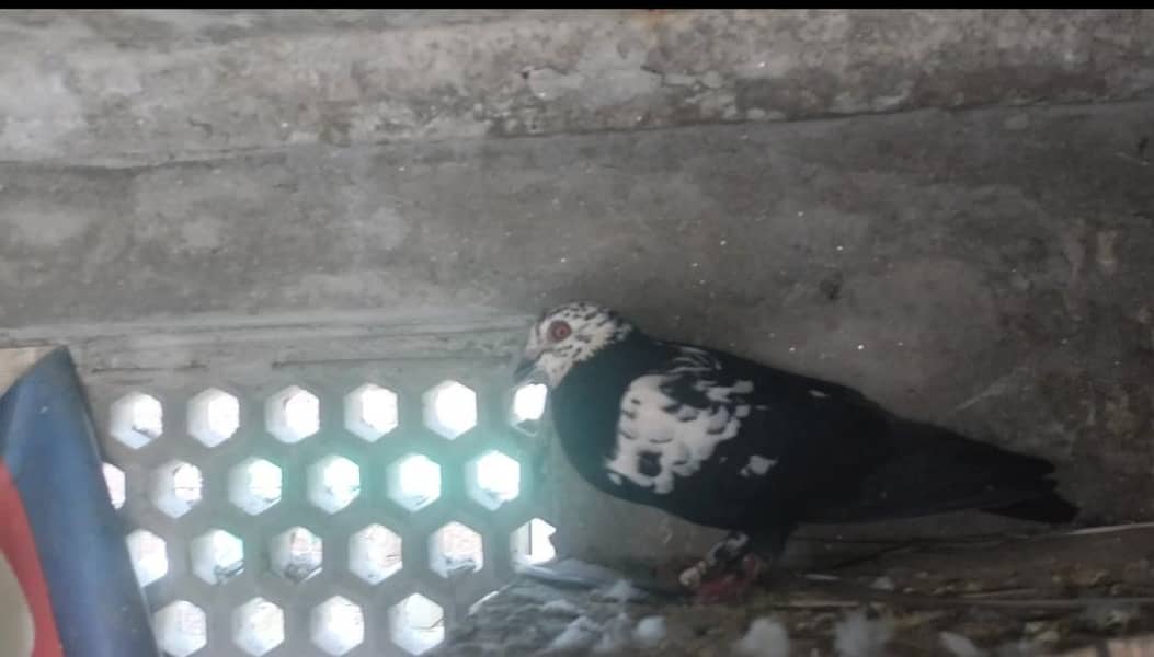 FIGHTER PIGEONS 7