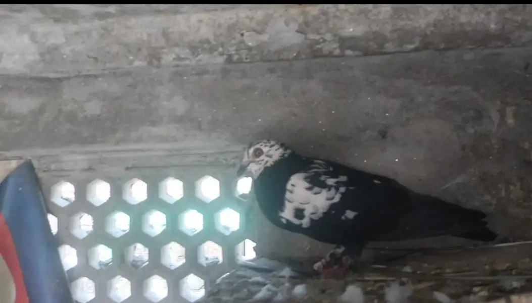 FIGHTER PIGEONS — photo 8