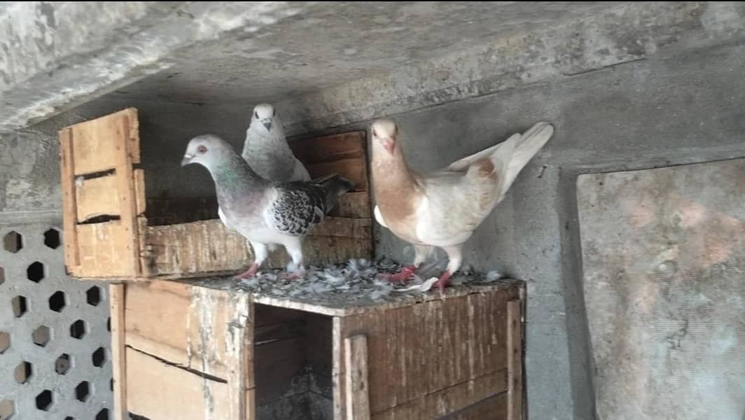FIGHTER PIGEONS 8