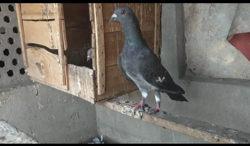 FIGHTER PIGEONS — photo 10