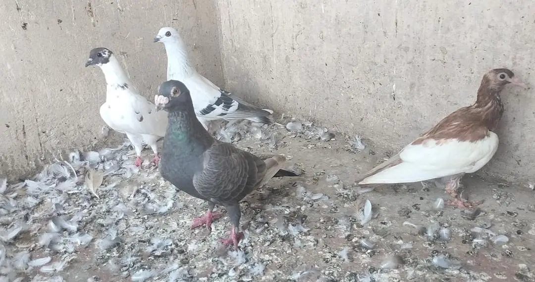 FIGHTER PIGEONS — photo 11