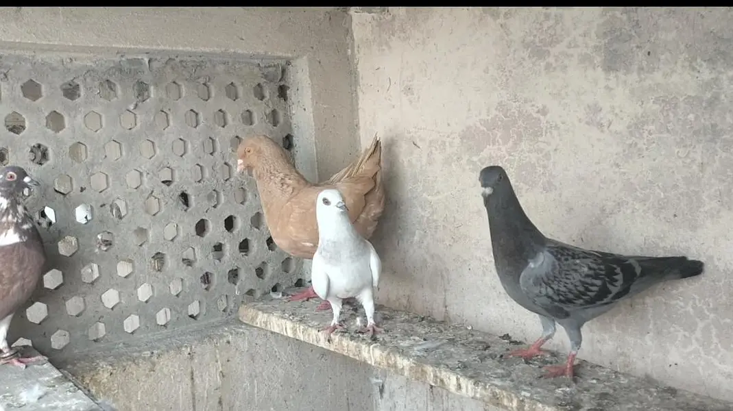 FIGHTER PIGEONS — photo 12