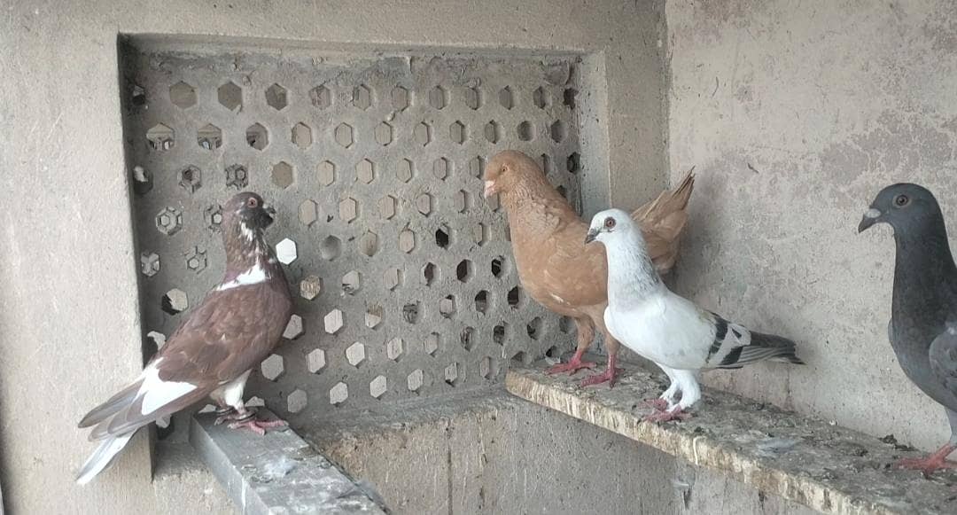 FIGHTER PIGEONS 12