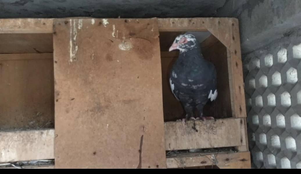 FIGHTER PIGEONS 13