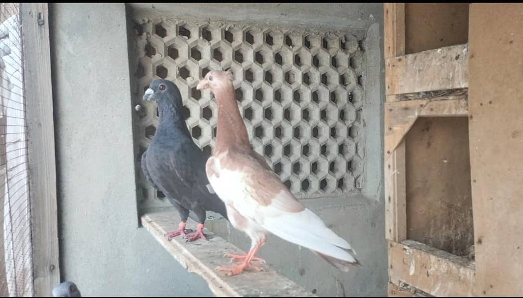FIGHTER PIGEONS 14