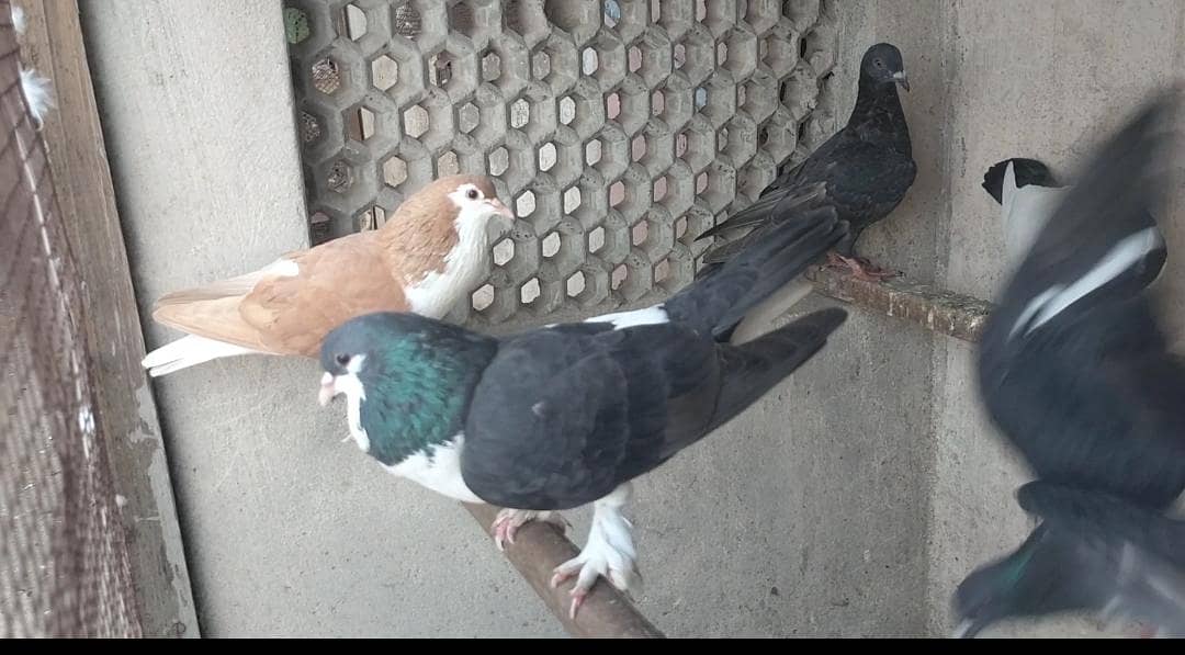 FIGHTER PIGEONS 15