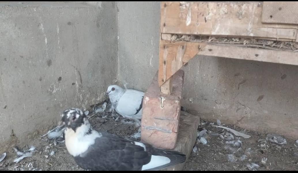 FIGHTER PIGEONS 16