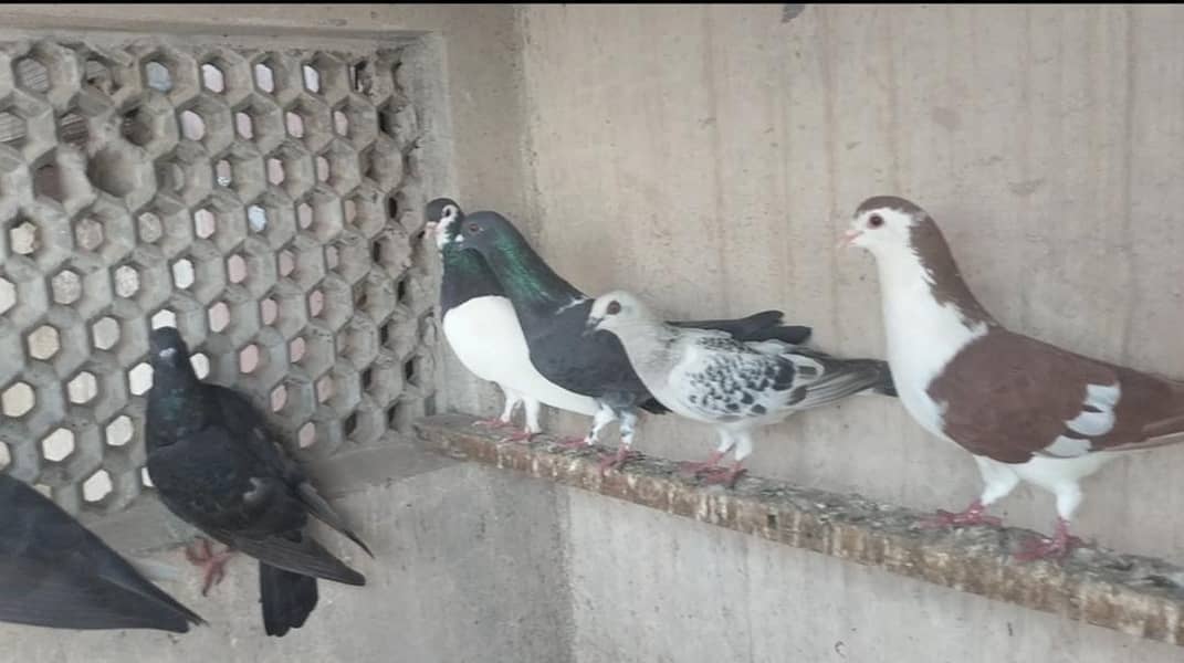 FIGHTER PIGEONS 17