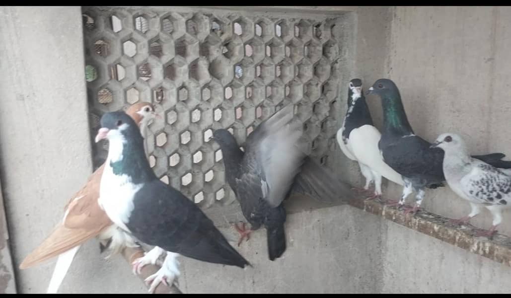 FIGHTER PIGEONS 18