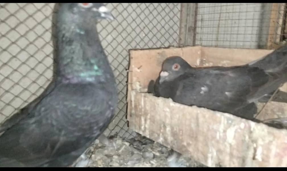 FIGHTER PIGEONS 19