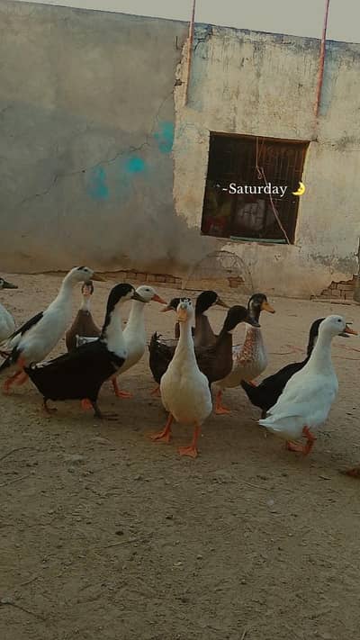 Healthy and Active small ducks Available.  03279017031