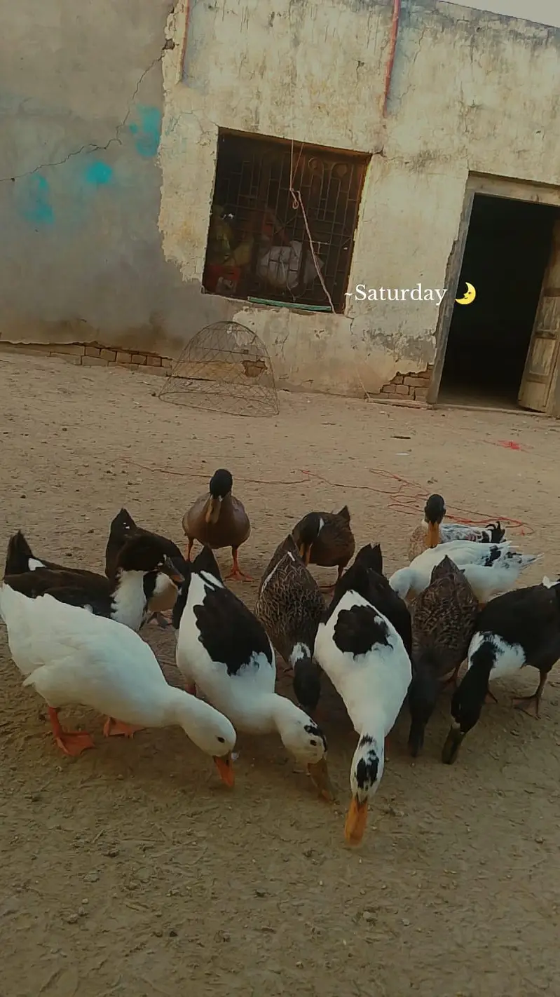 Healthy and Active small ducks Available.  03279017031 — photo 2