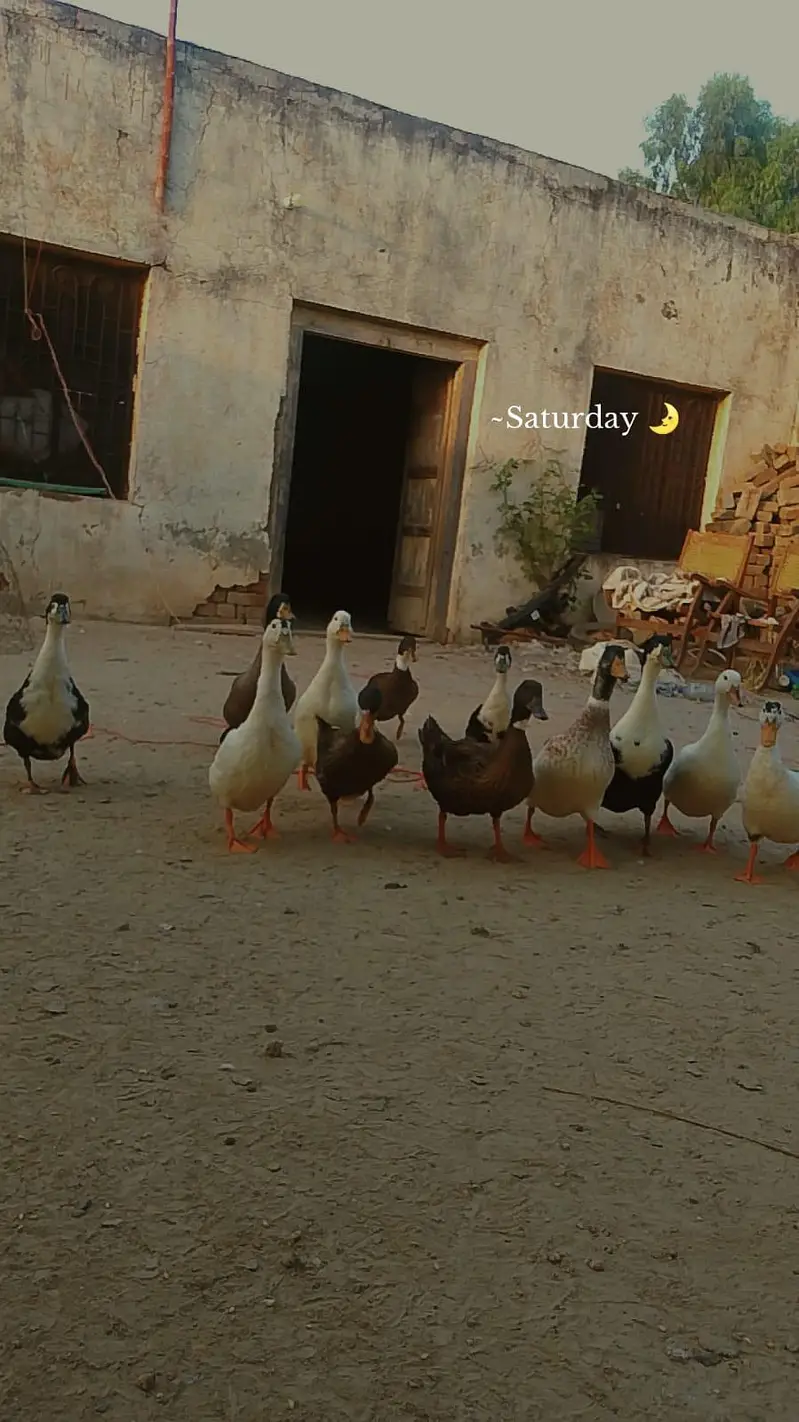 Healthy and Active small ducks Available.  03279017031 — photo 3