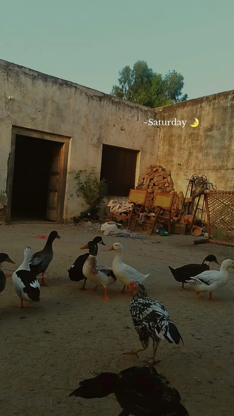 Healthy and Active small ducks Available.  03279017031 — photo 4