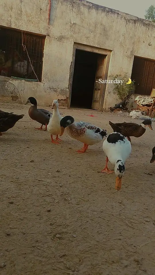Healthy and Active small ducks Available.  03279017031 — photo 5
