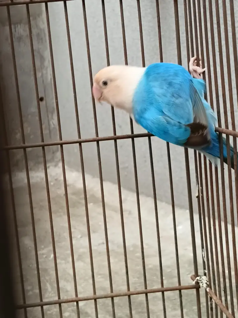 love birds female and cage setup — photo 2