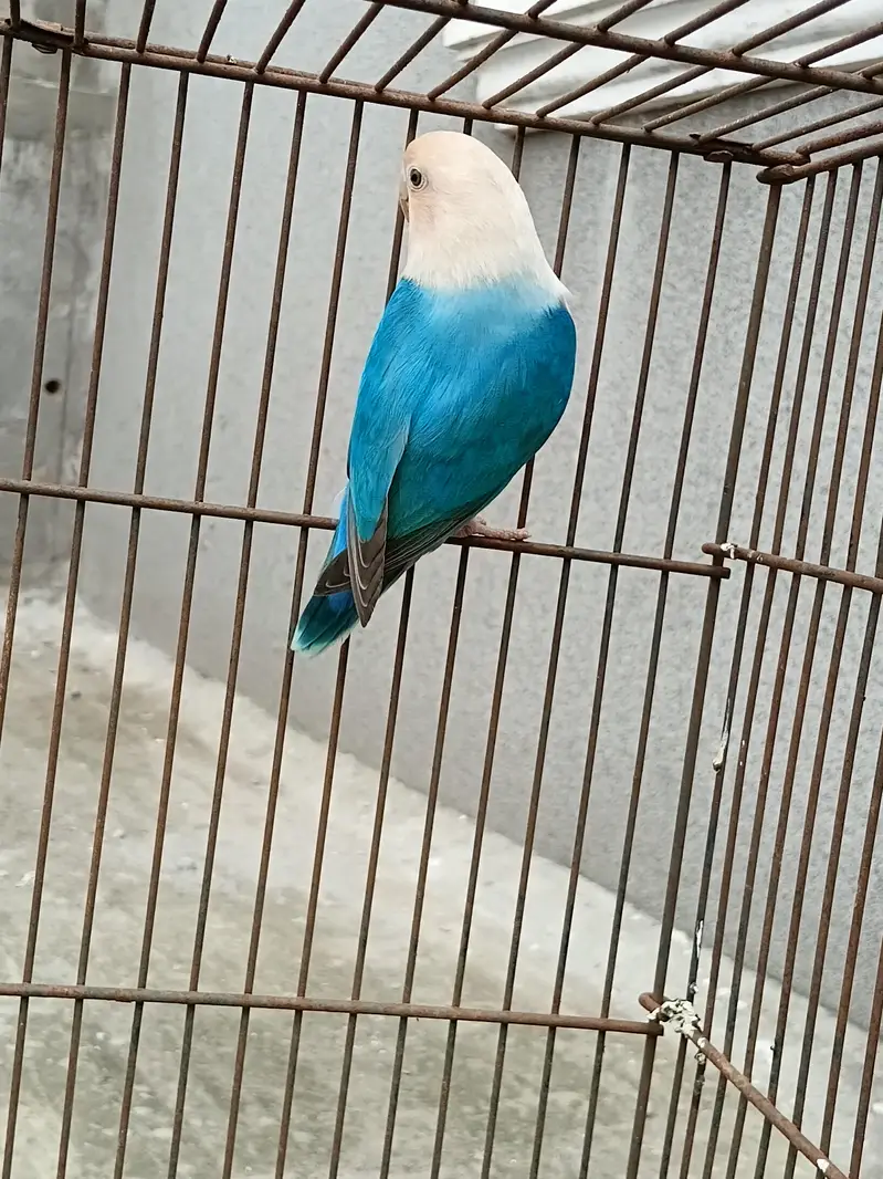 love birds female and cage setup — photo 3