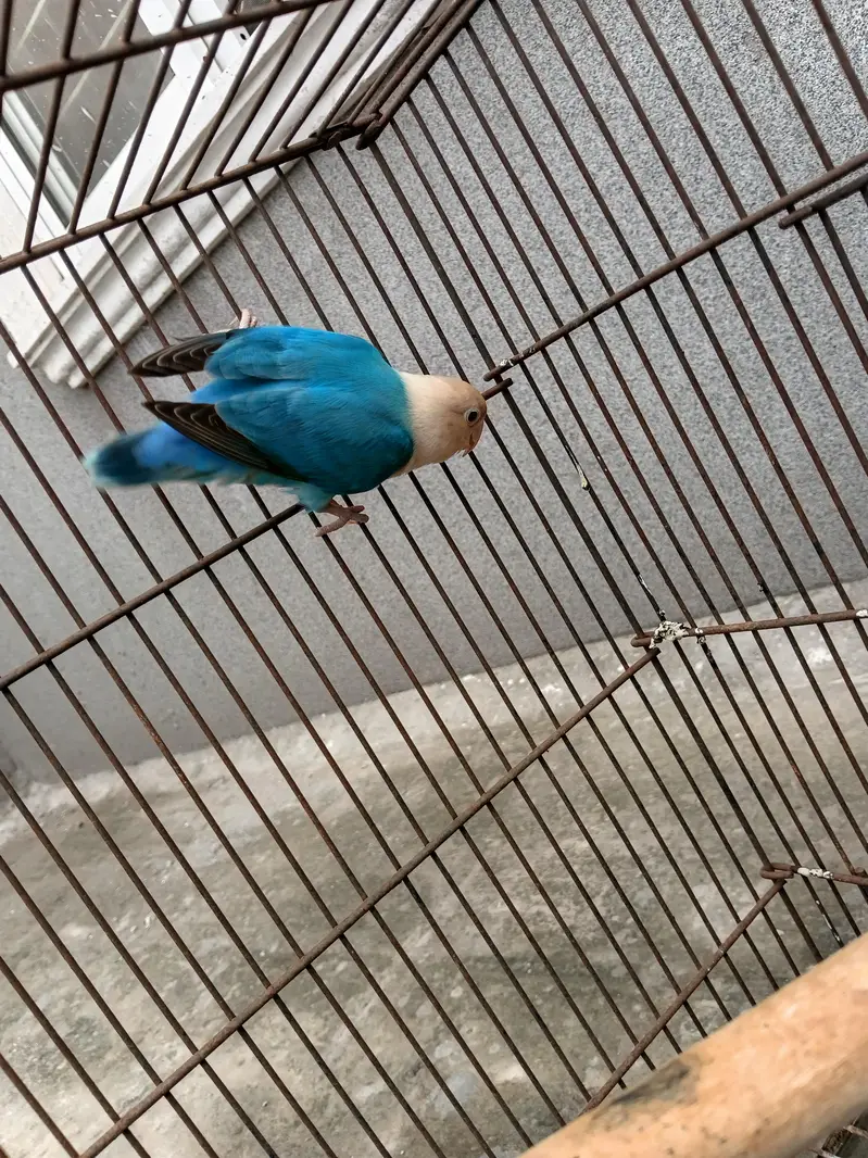 love birds female and cage setup — photo 4