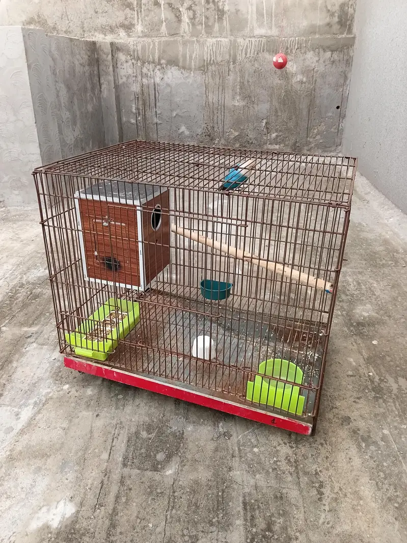 love birds female and cage setup — photo 5