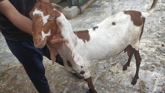 Gaban Bakri for sale