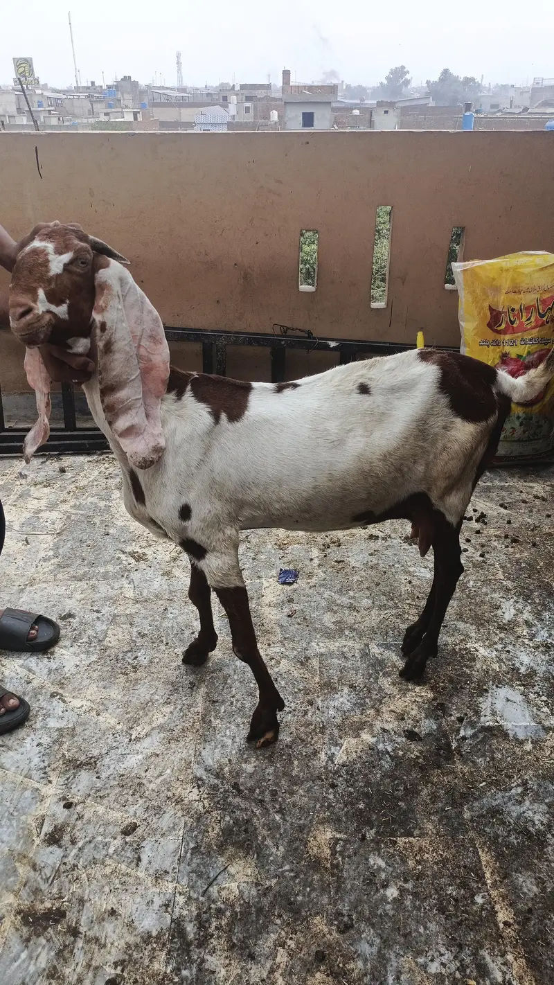 Gaban Bakri for sale — photo 2
