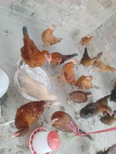 golden misri mix